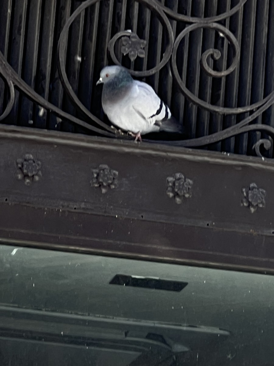 Rock Pigeon (Feral Pigeon) - ML615387948