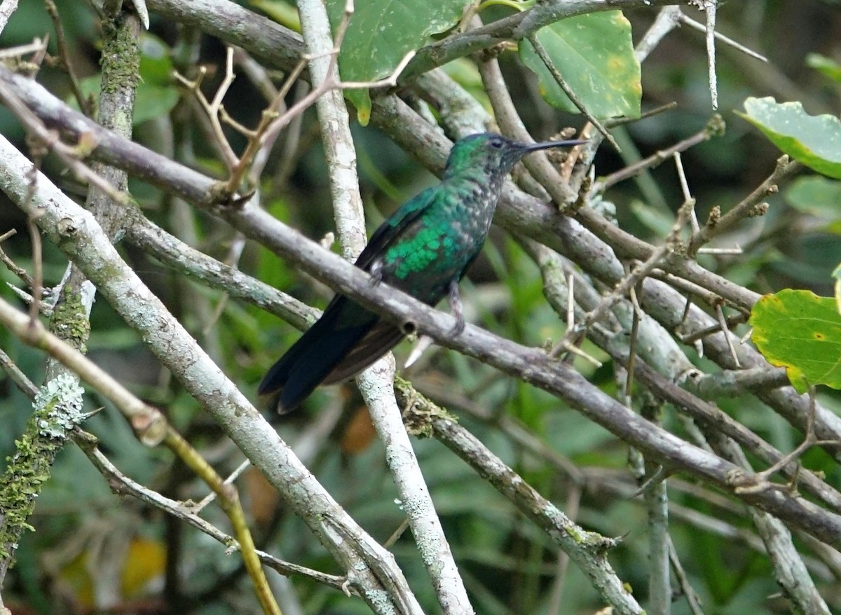 kolibřík safírový - ML615387951