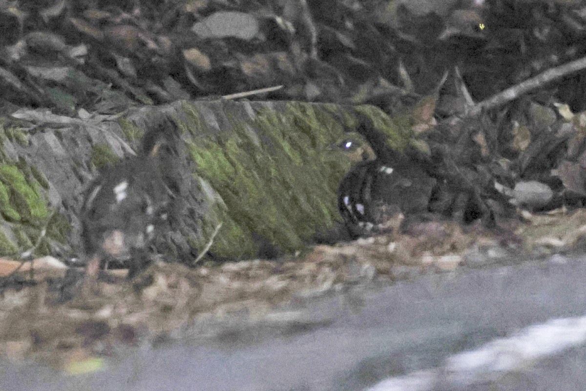 Борнейская лесная куропатка - ML615387969
