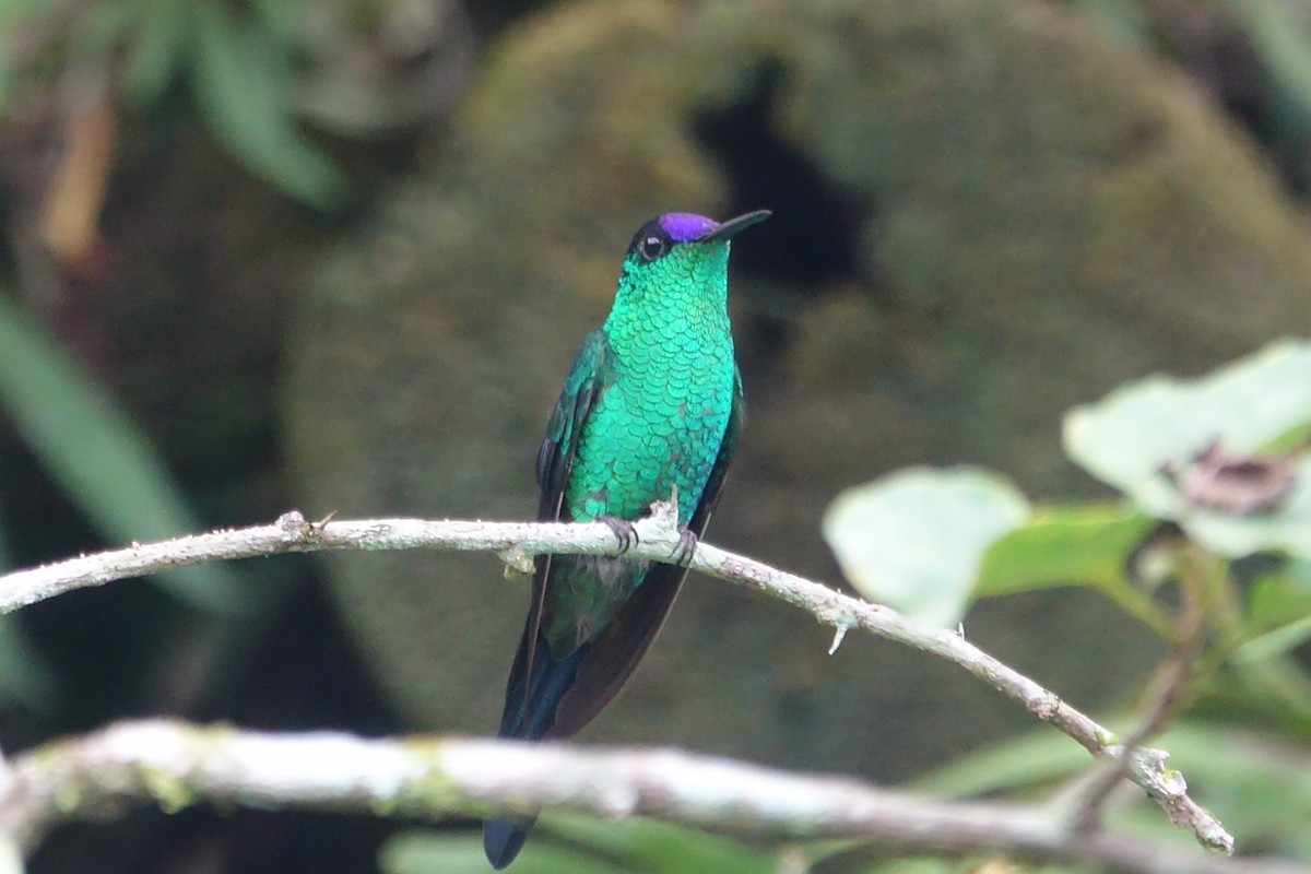 kolibřík fialovotemenný - ML615387986