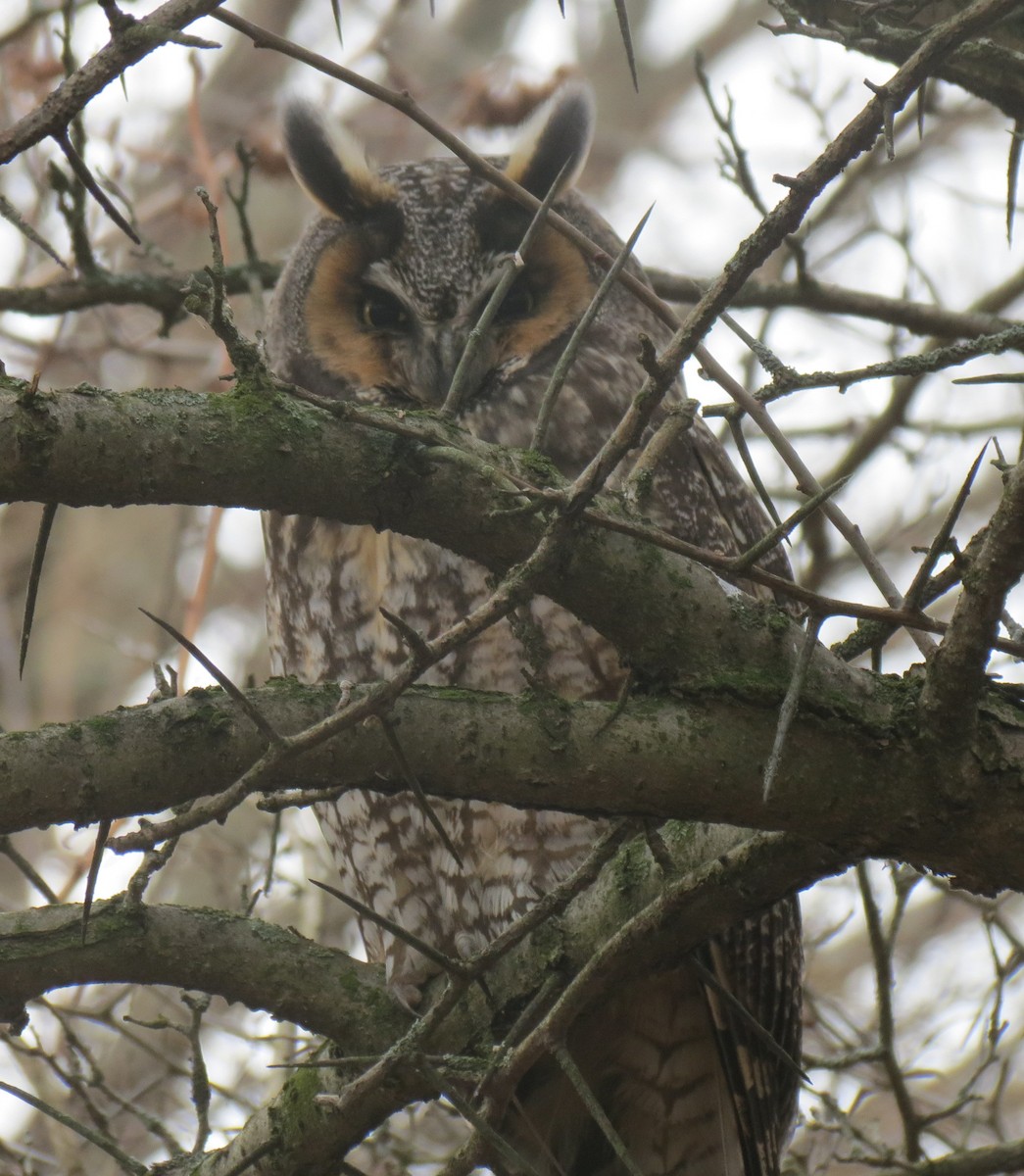Long-eared Owl - ML615388315