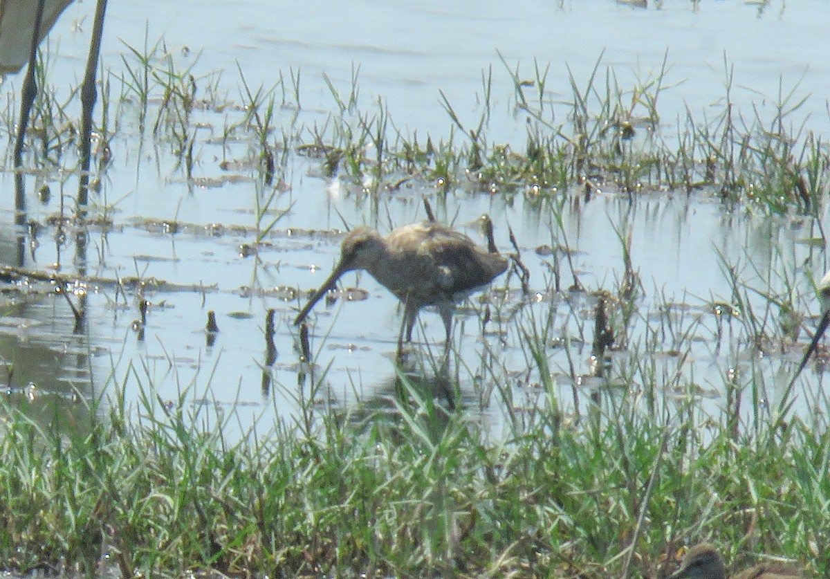 Asian Dowitcher - ML615388432