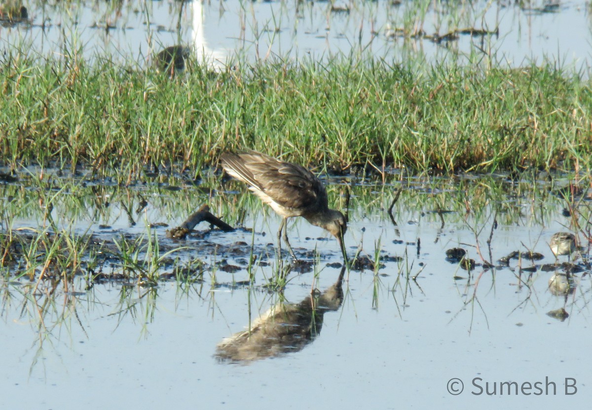 Asian Dowitcher - ML615388433