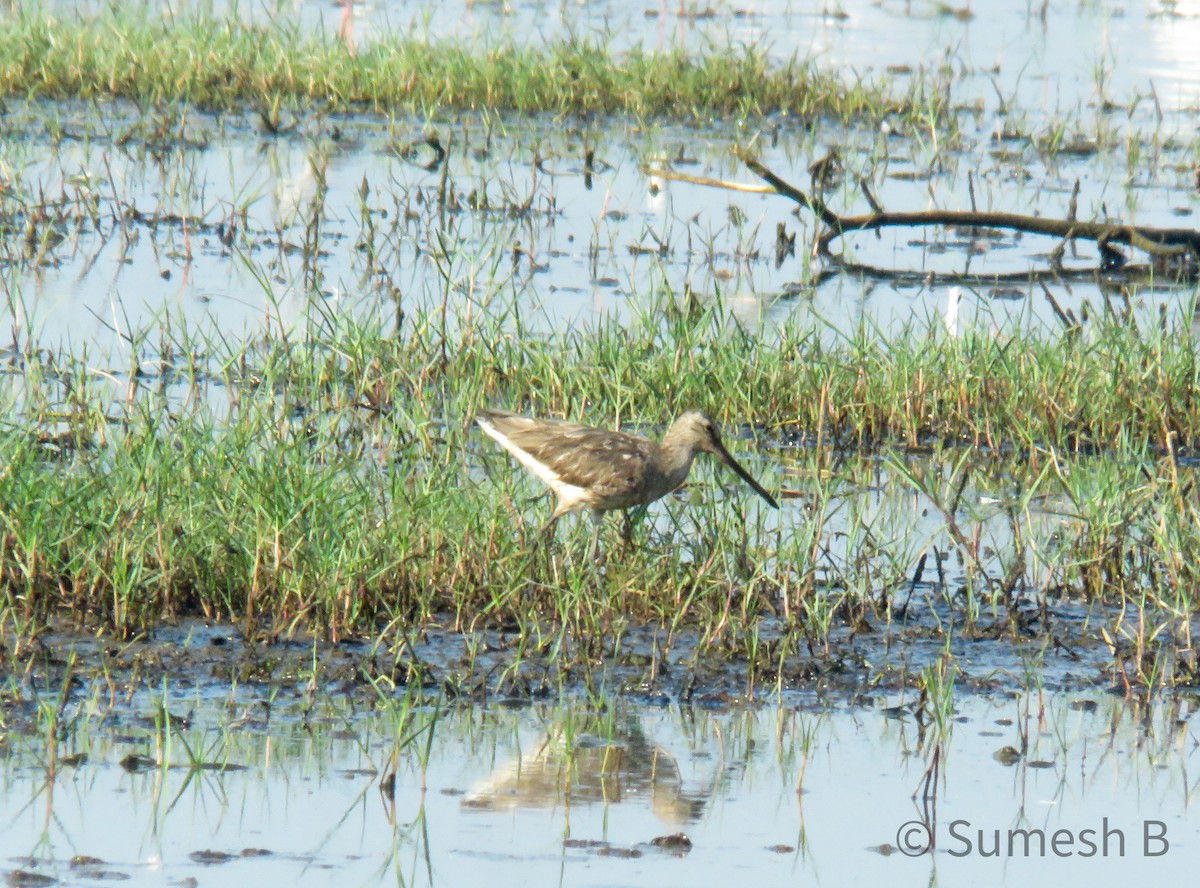 Asian Dowitcher - ML615388436