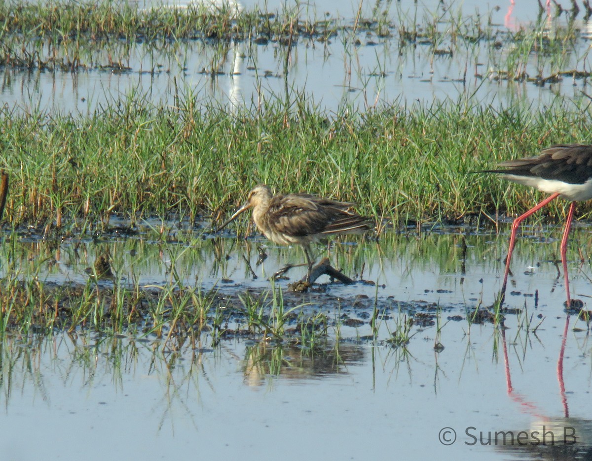Asian Dowitcher - ML615388437