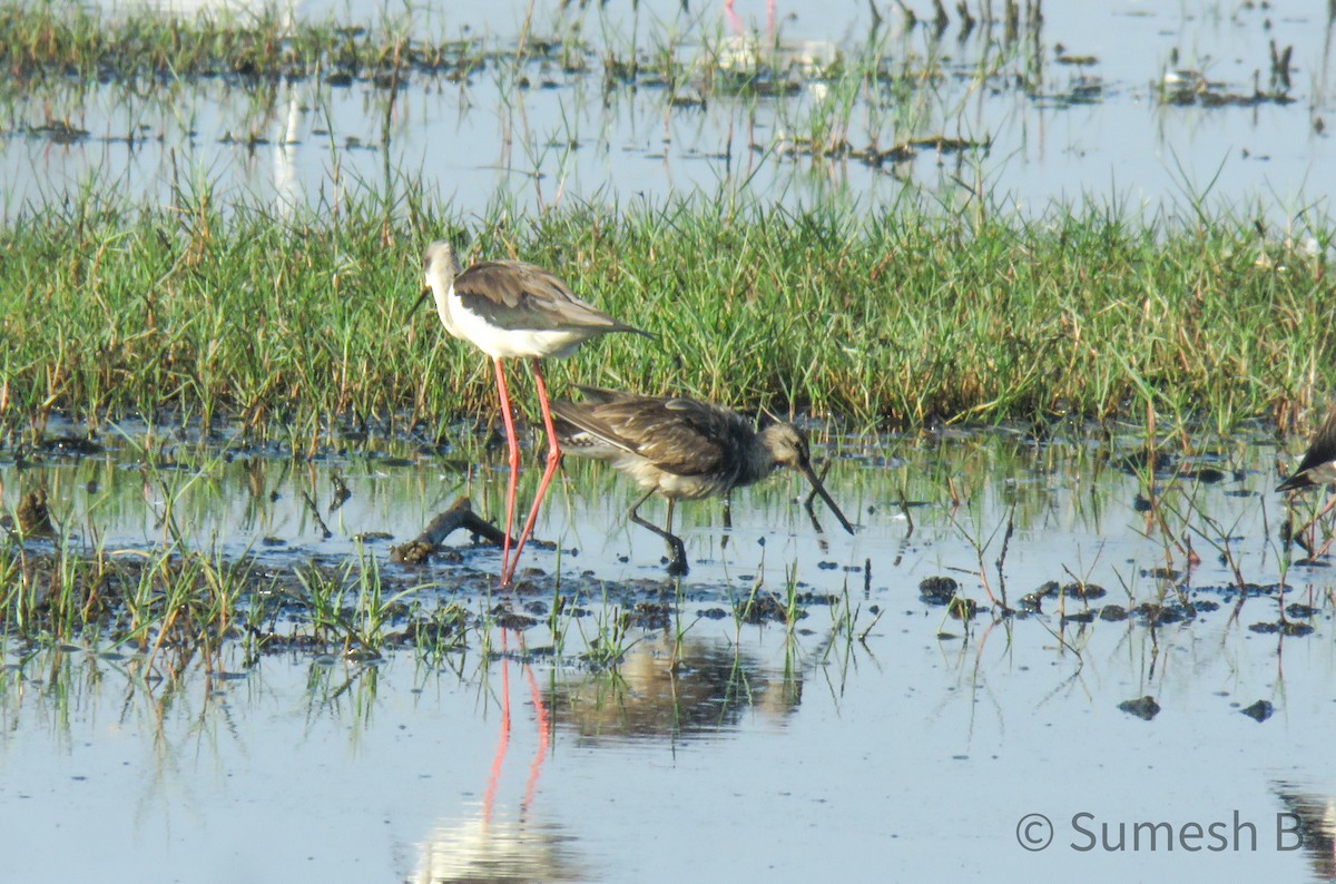 Asian Dowitcher - Sumesh PB