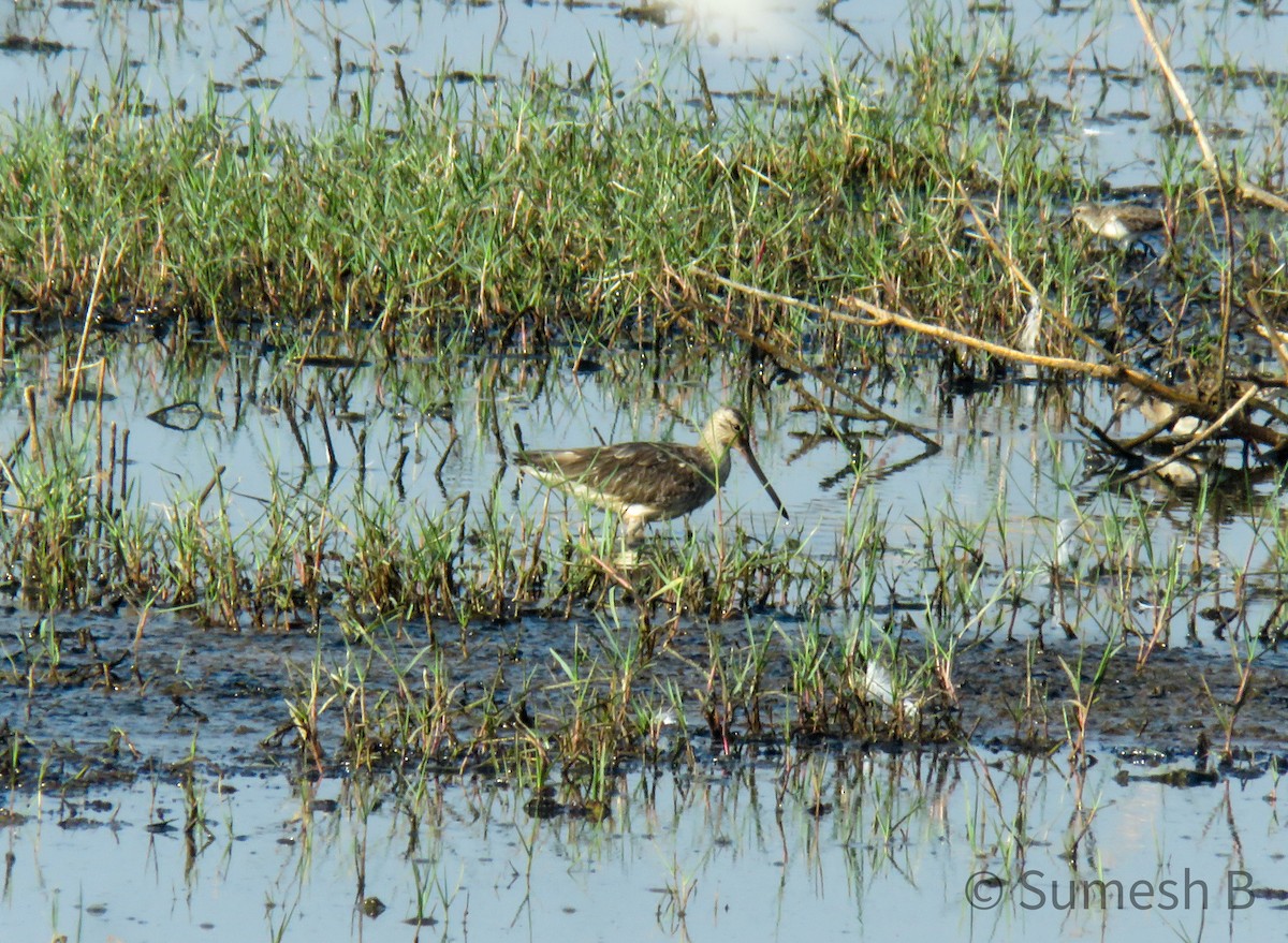 Asian Dowitcher - ML615388440