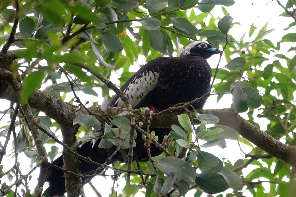 Black-fronted Piping-Guan - Paul Bartlett