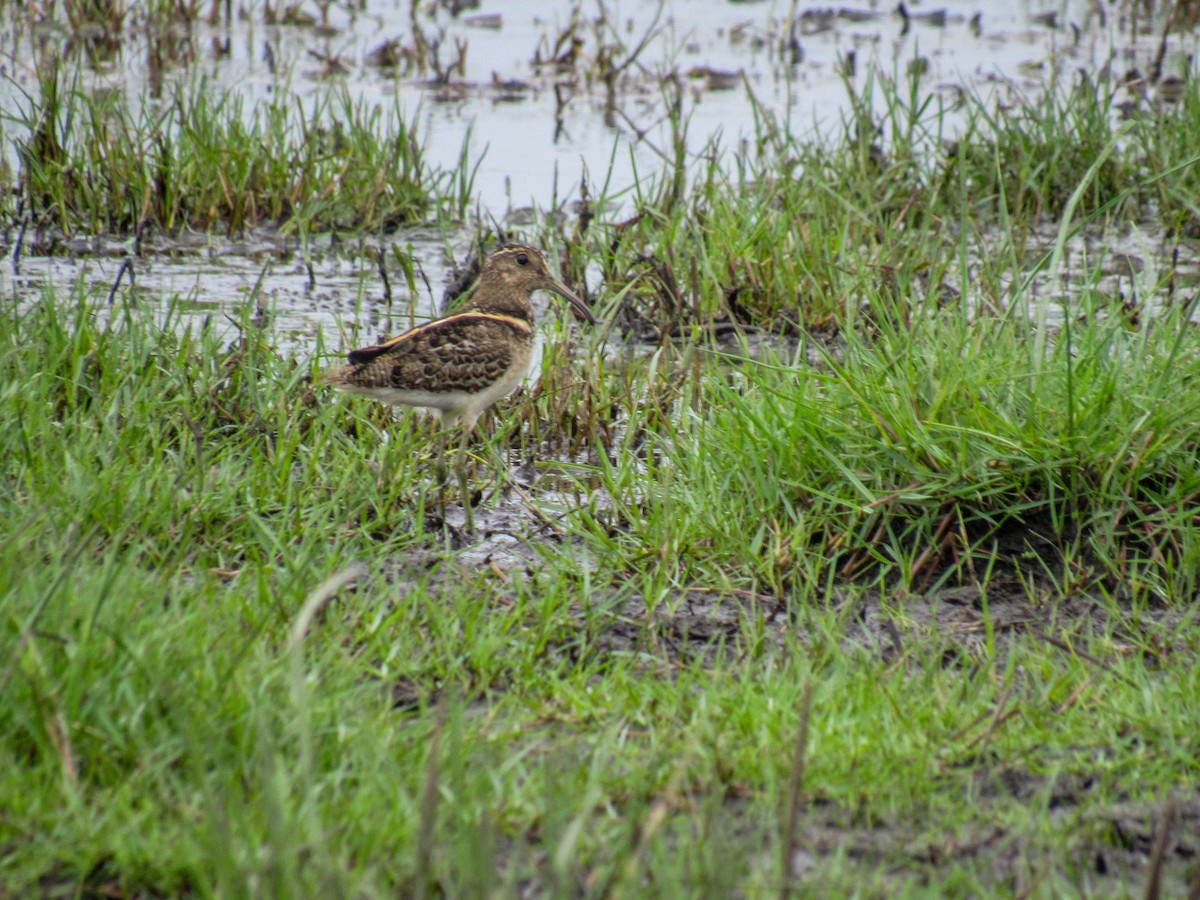 South American Painted-Snipe - ML615388609