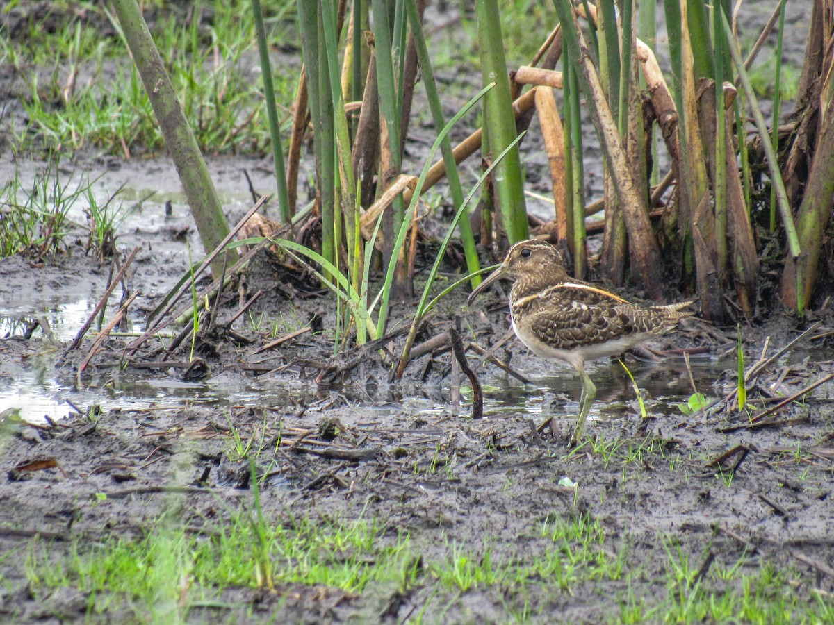 South American Painted-Snipe - ML615388610