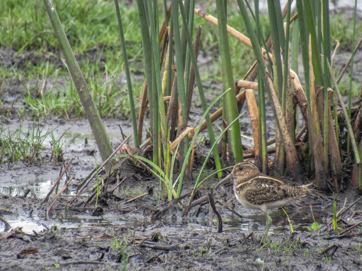 South American Painted-Snipe - ML615388611