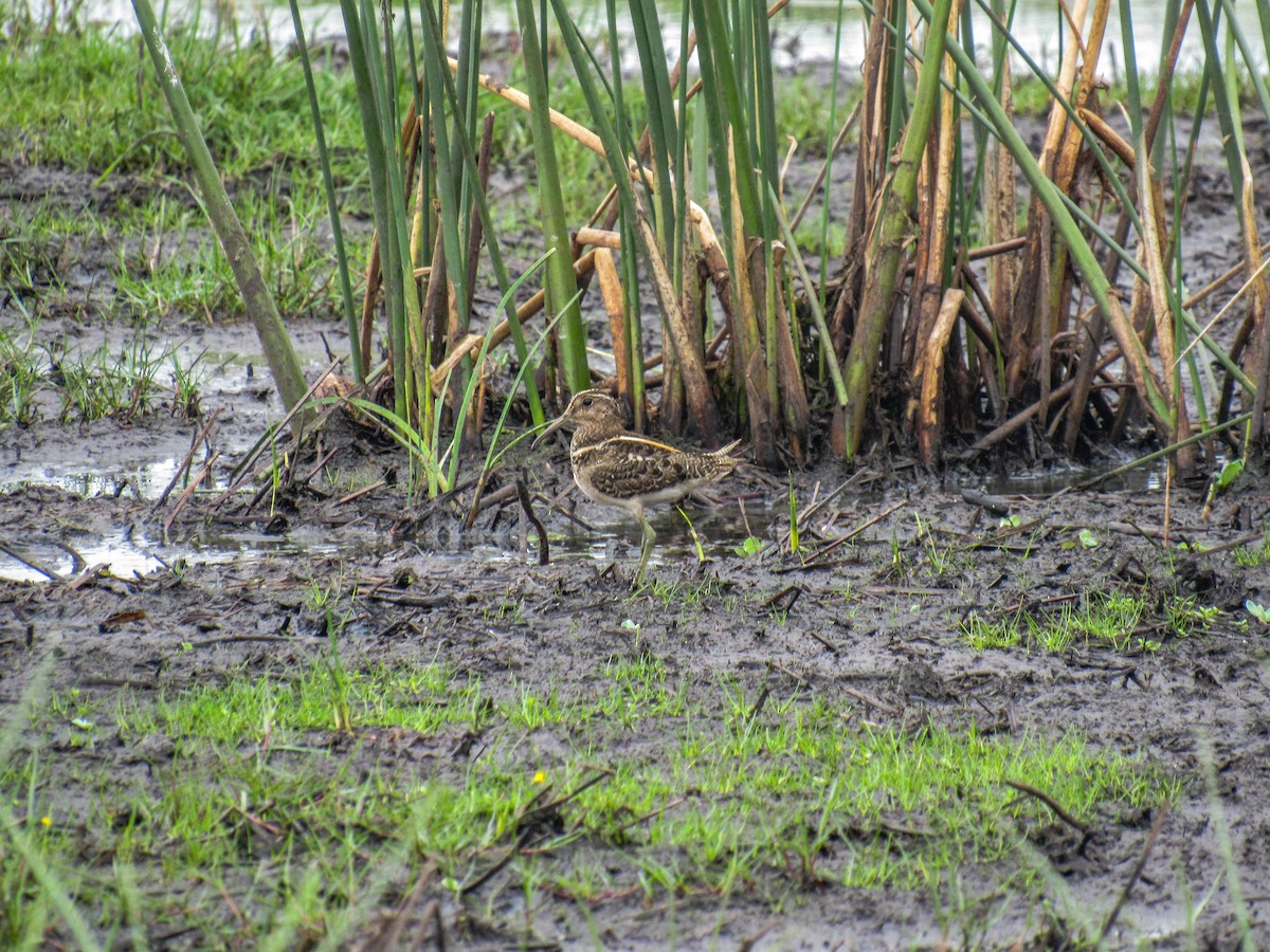 South American Painted-Snipe - ML615388612