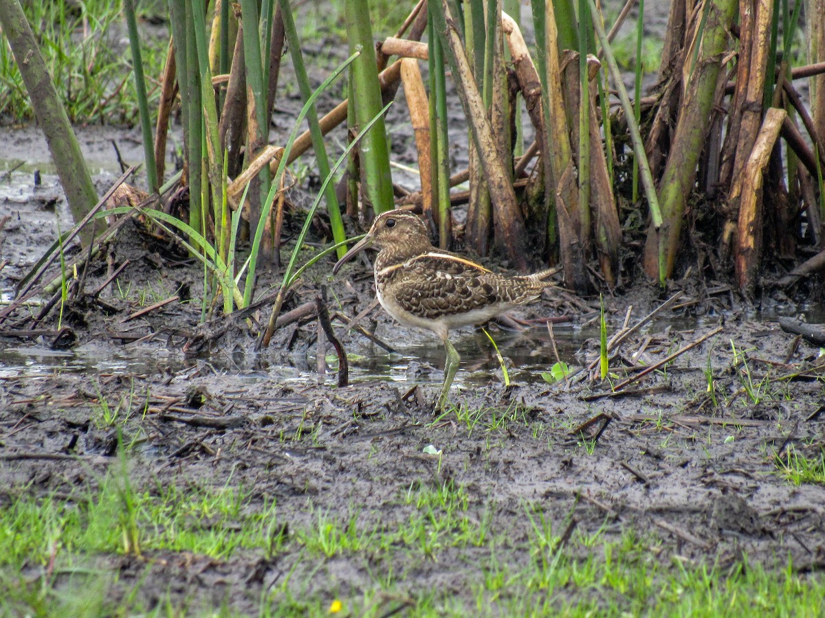 South American Painted-Snipe - ML615388613
