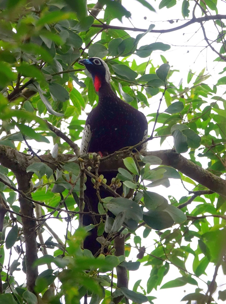 Black-fronted Piping-Guan - ML615388654