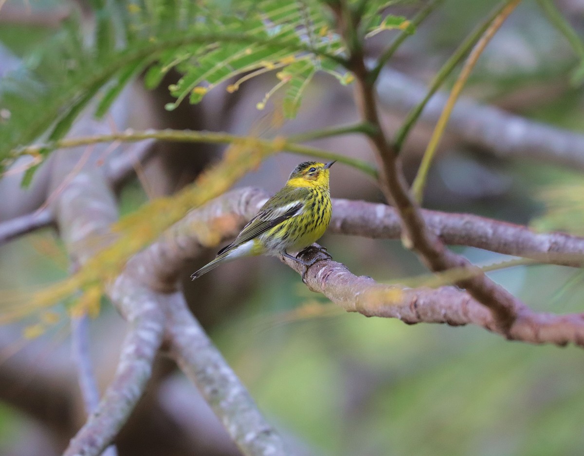 Cape May Warbler - ML615388992