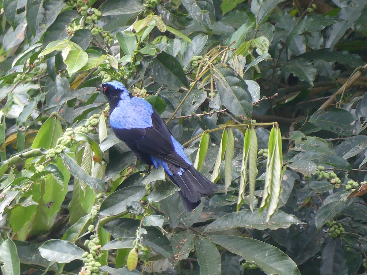 Asian Fairy-bluebird - ML615389100