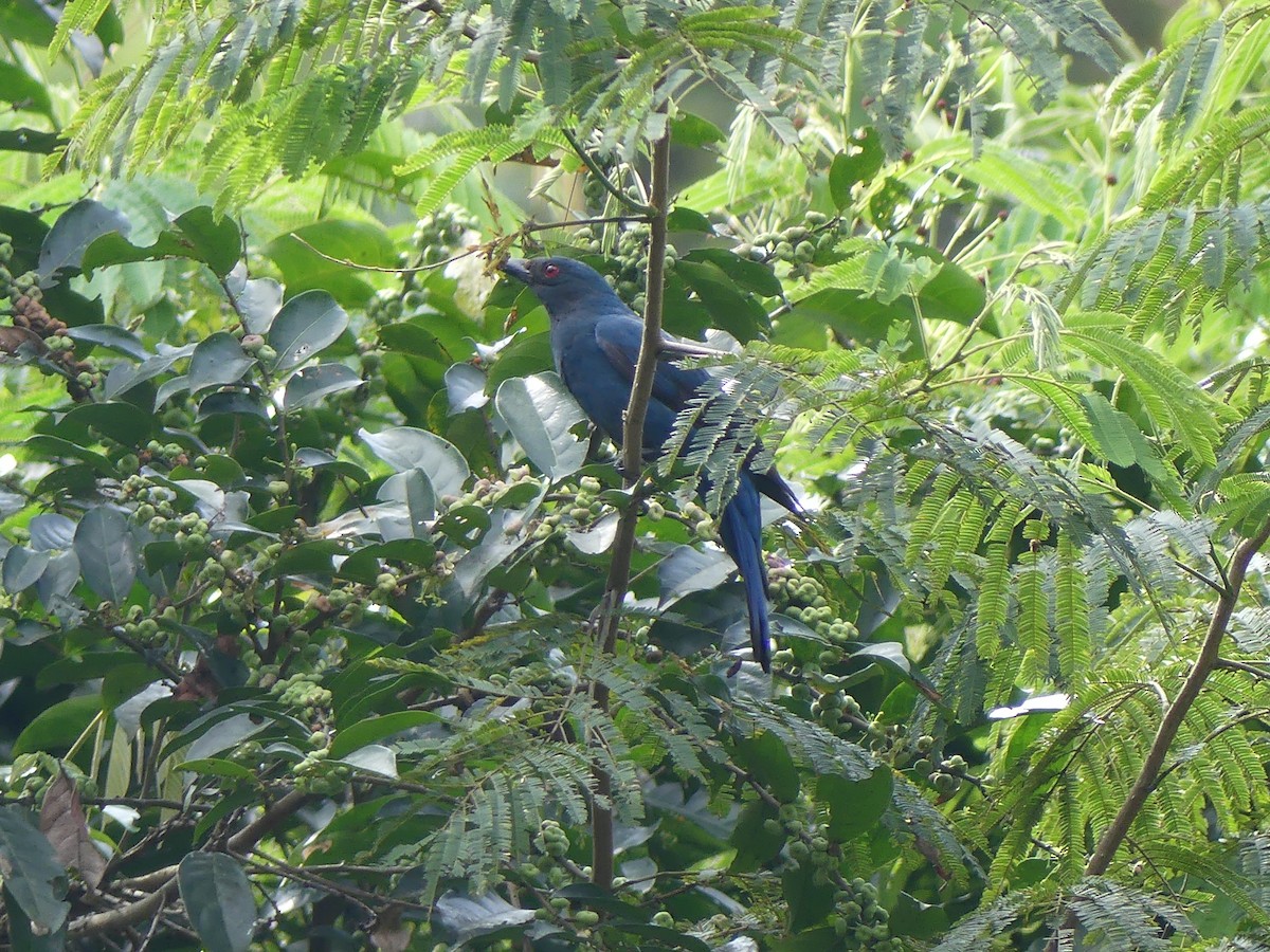 Asian Fairy-bluebird - ML615389101
