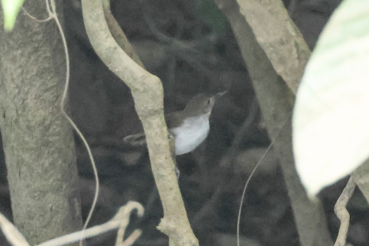 White-chested Babbler - ML615389271