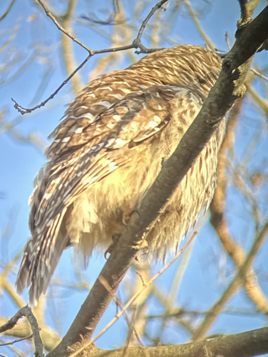 Barred Owl - ML615389287