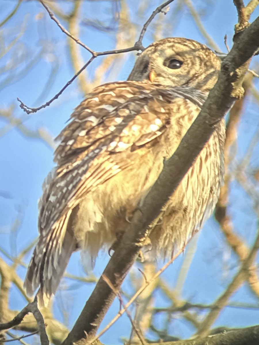 Barred Owl - ML615389288