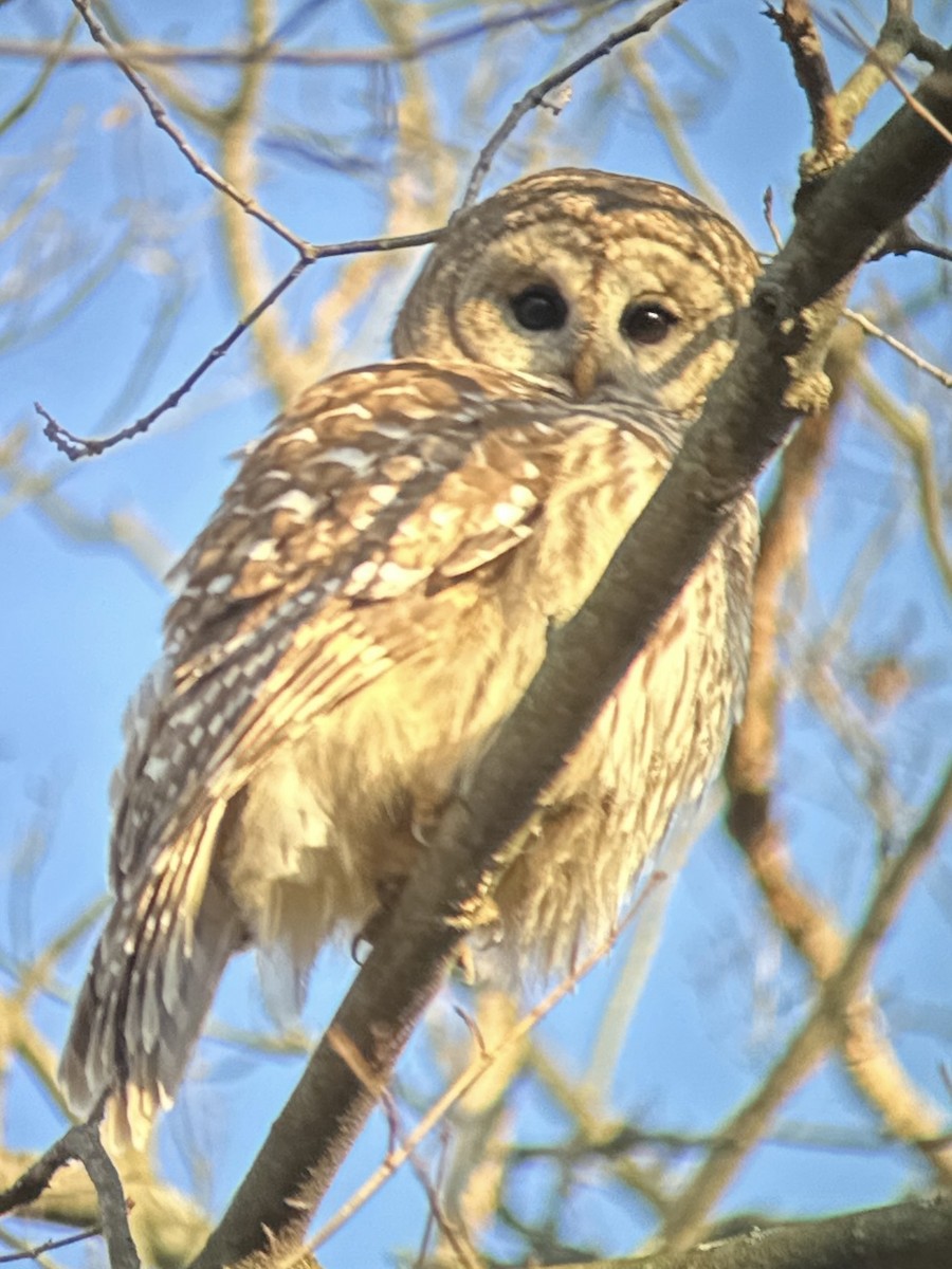 Barred Owl - ML615389289