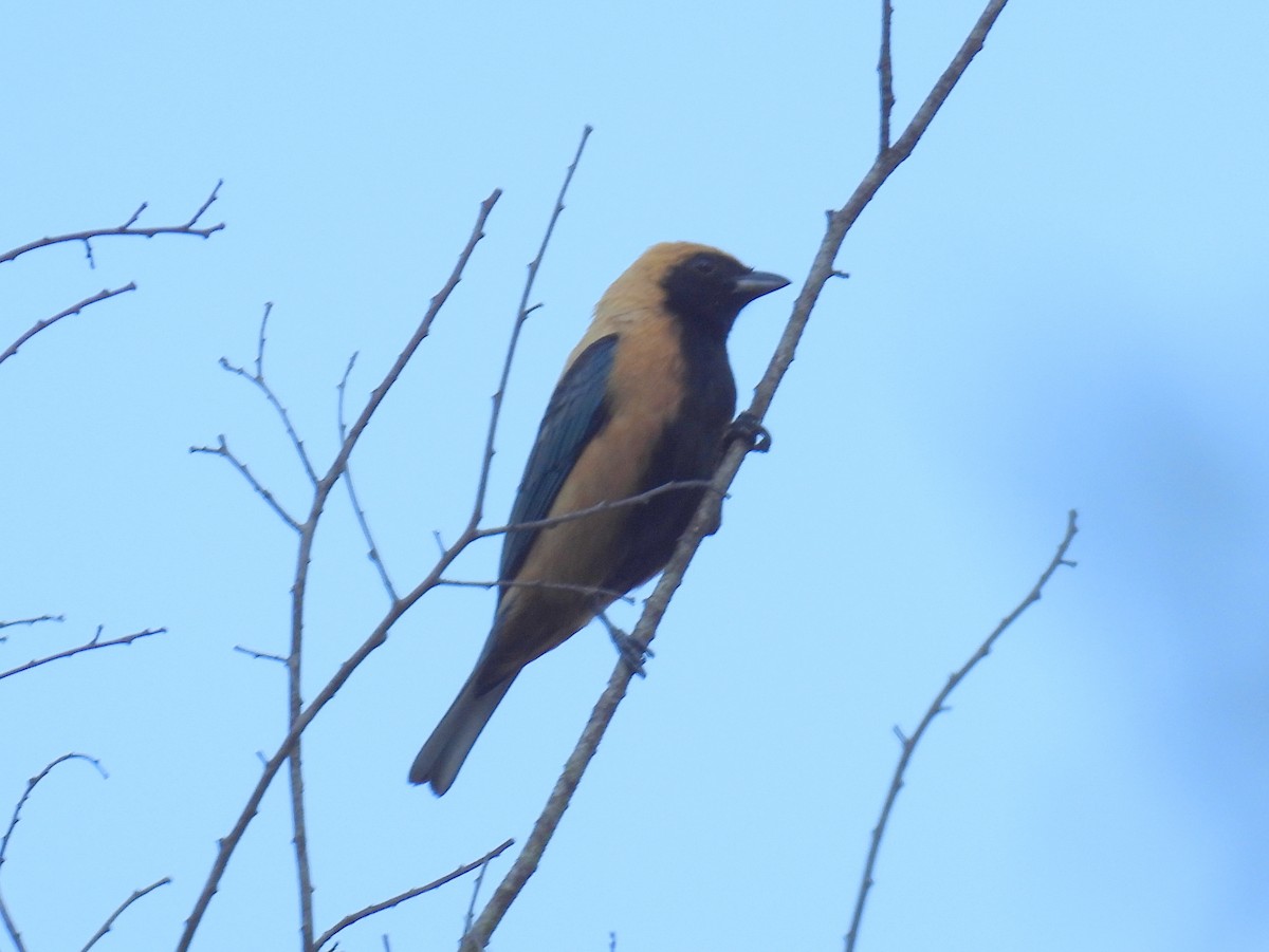 Burnished-buff Tanager (Stripe-bellied) - ML615389292