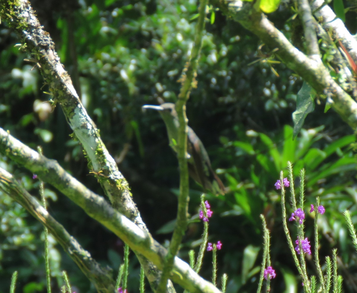 Scaly-breasted Hummingbird - ML615389441