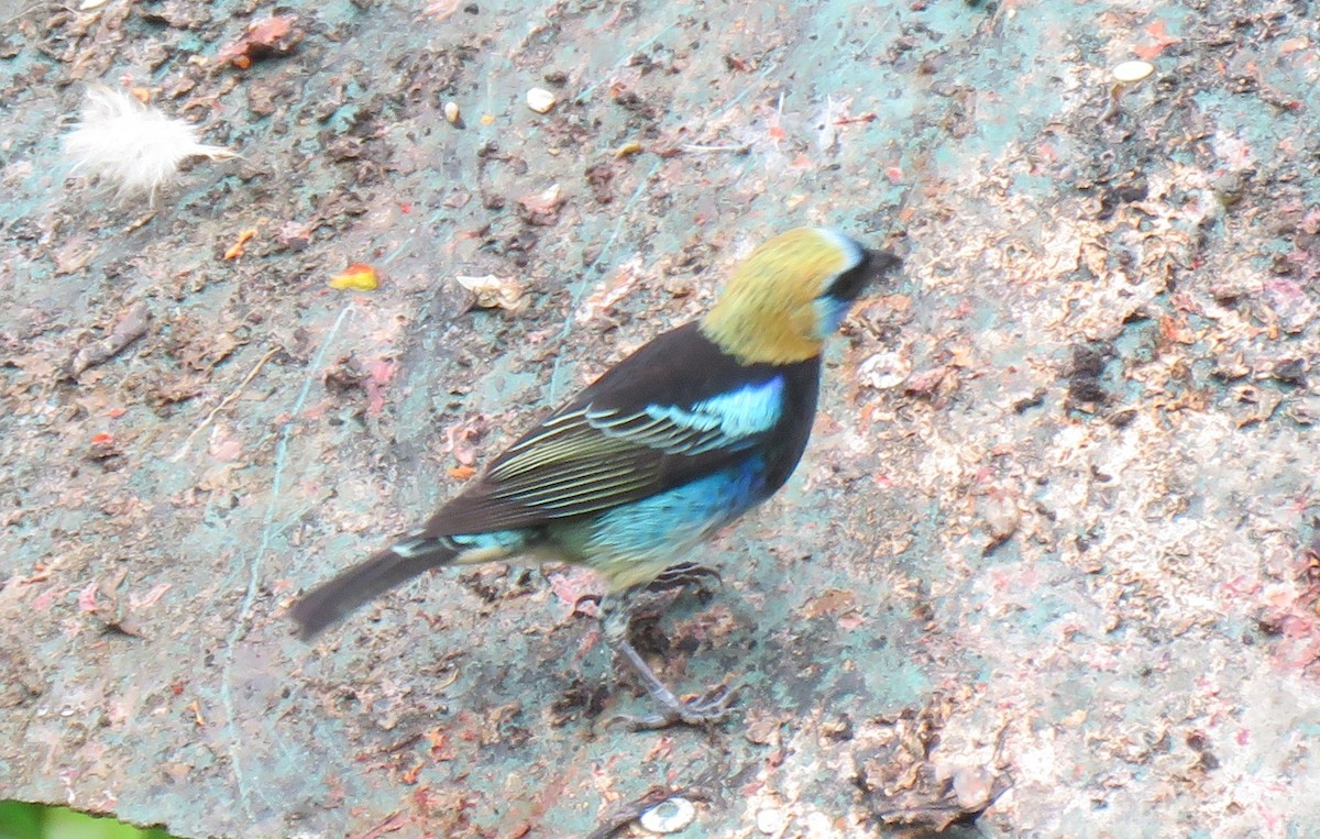 Golden-hooded Tanager - Jim Peterson