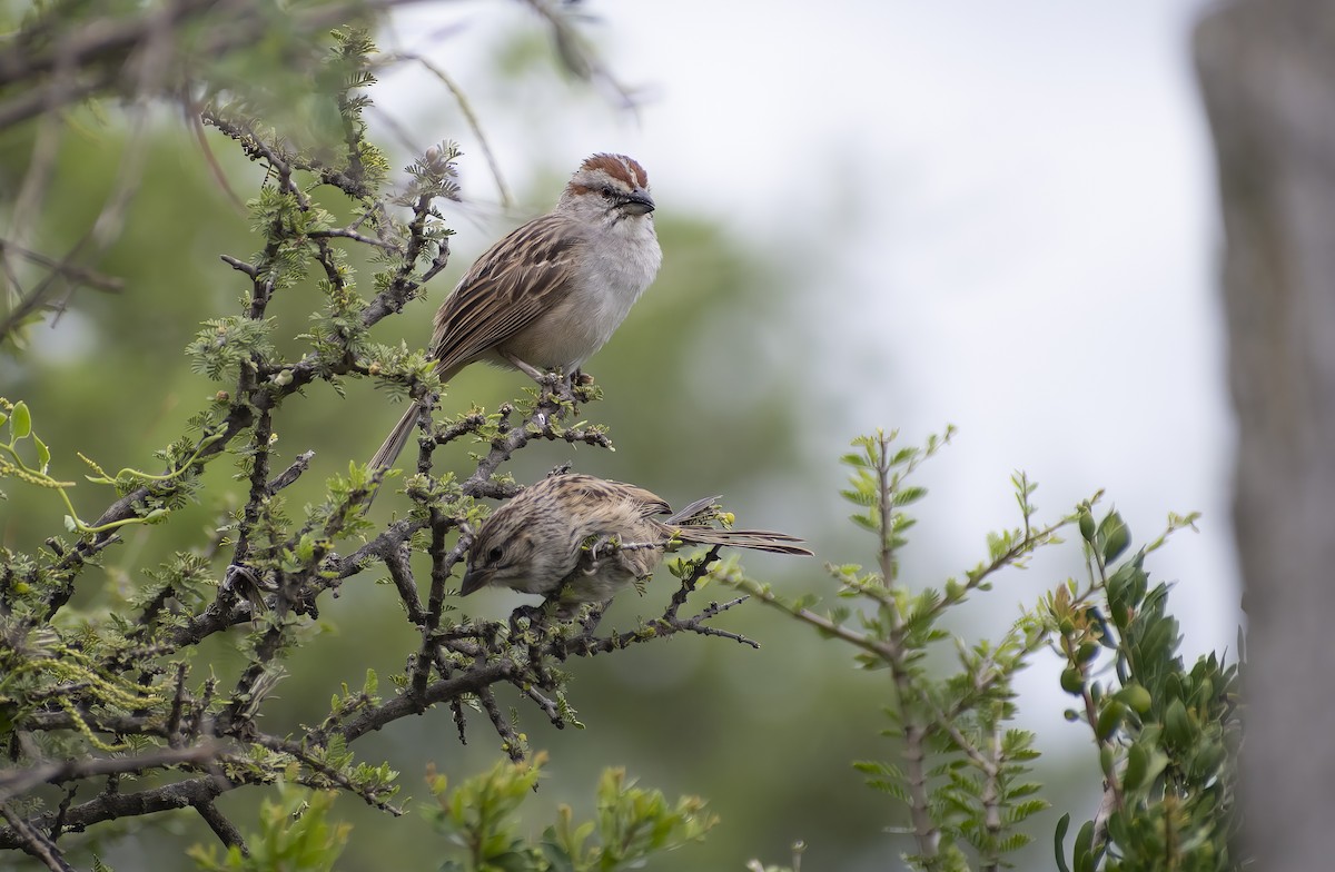 Chaco Sparrow - Giselle Mangini