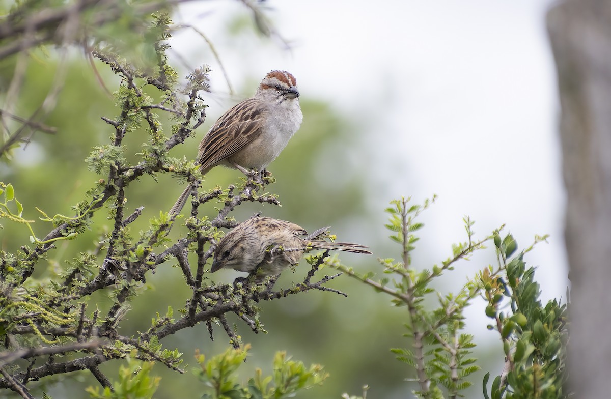 Chaco Sparrow - ML615389591