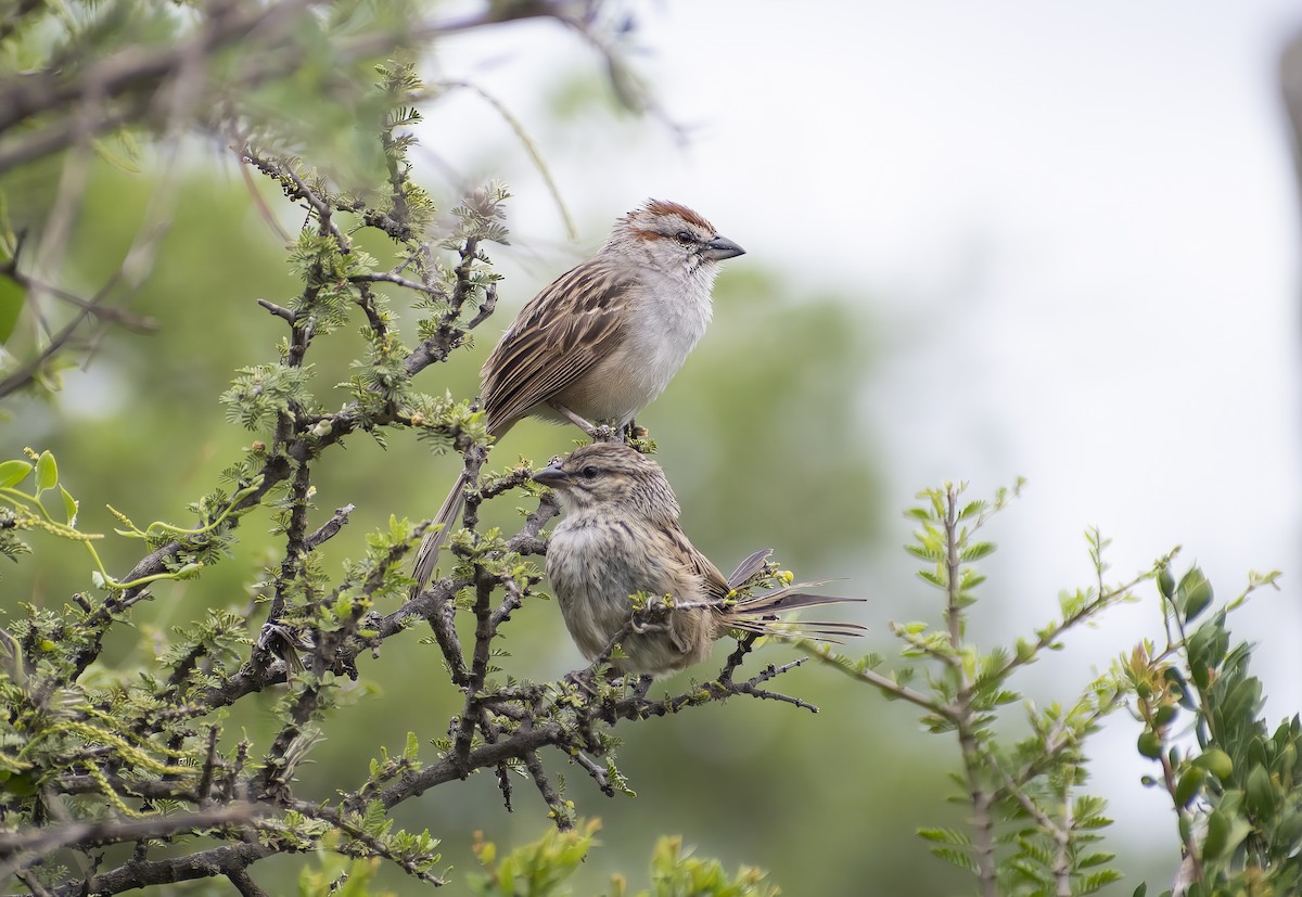 Chaco Sparrow - ML615389593