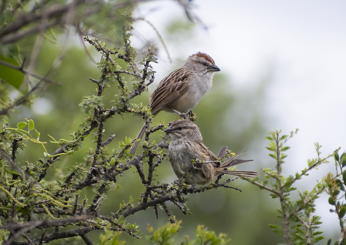 Chaco Sparrow - ML615389594