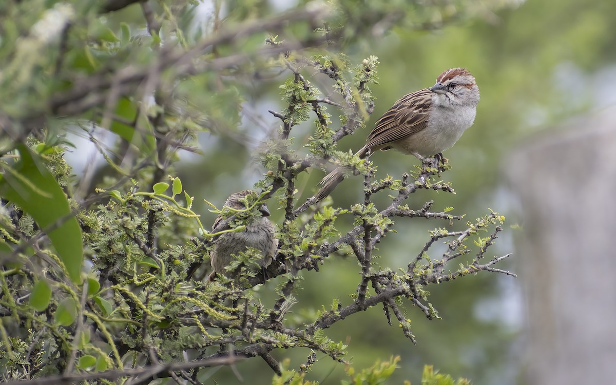 Chaco Sparrow - ML615389595