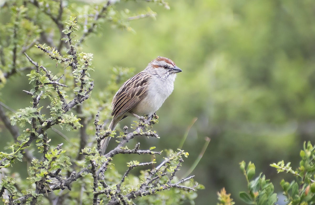 Chaco Sparrow - ML615389596
