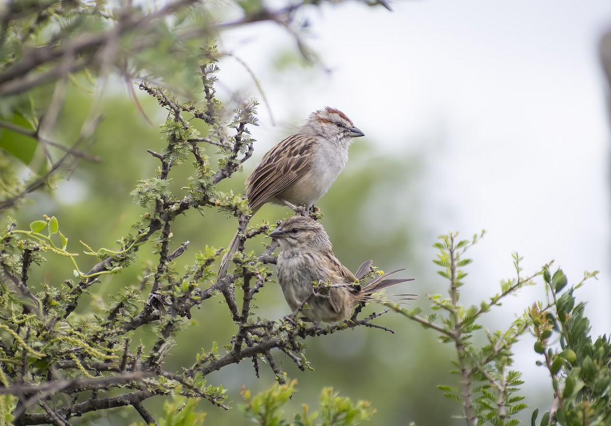 Chaco Sparrow - Giselle Mangini