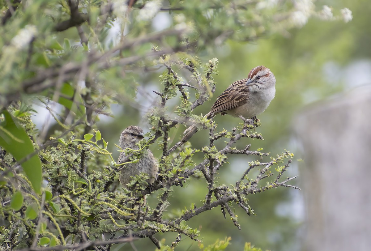Chaco Sparrow - ML615389598
