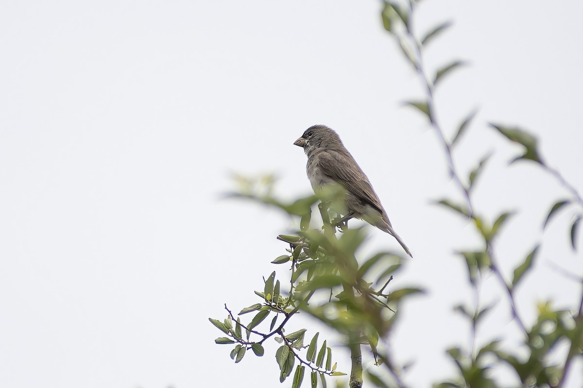 Double-collared Seedeater - ML615389615