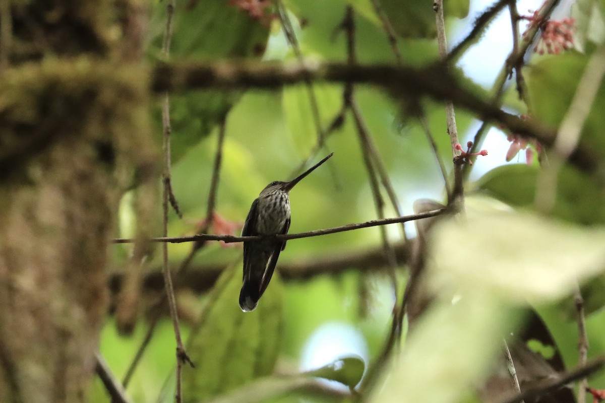 Tooth-billed Hummingbird - ML615389639