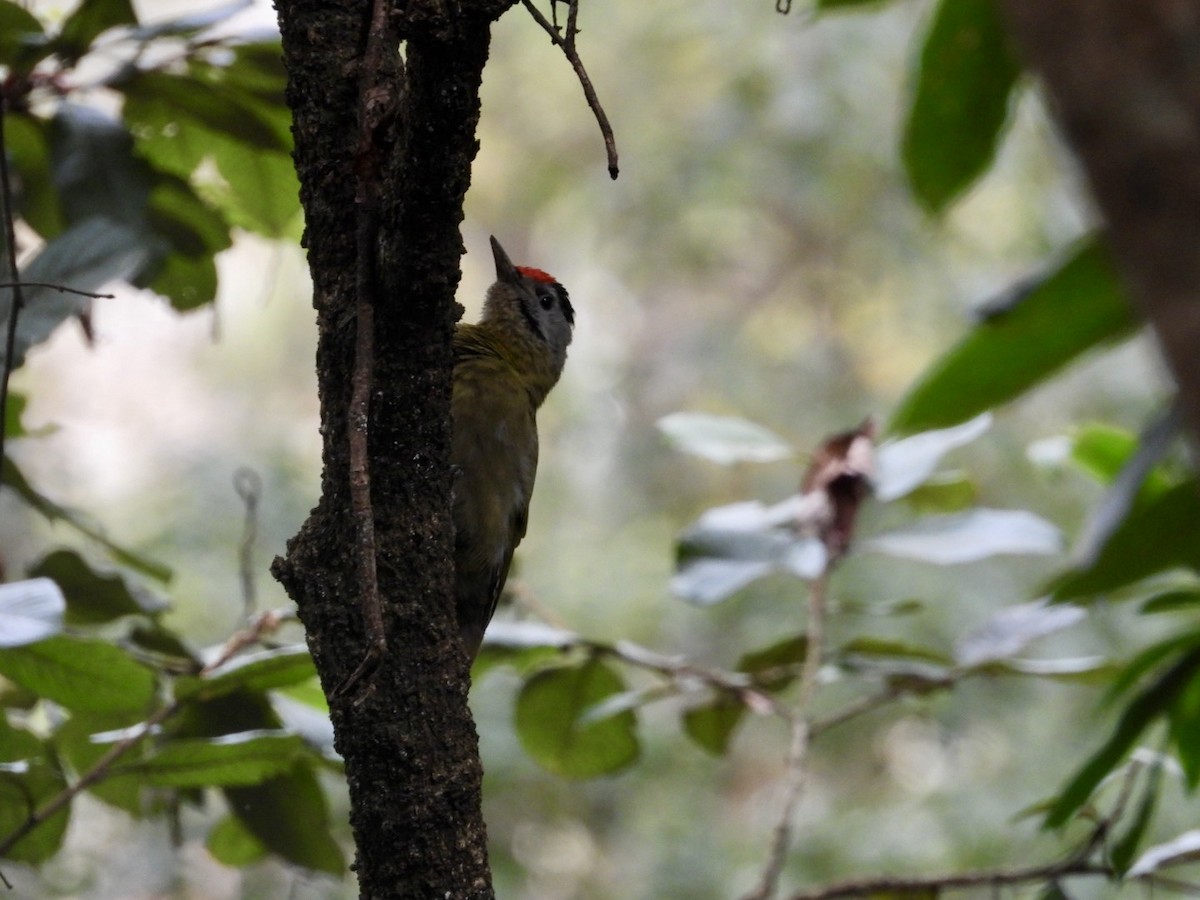Gray-headed Woodpecker - ML615389827