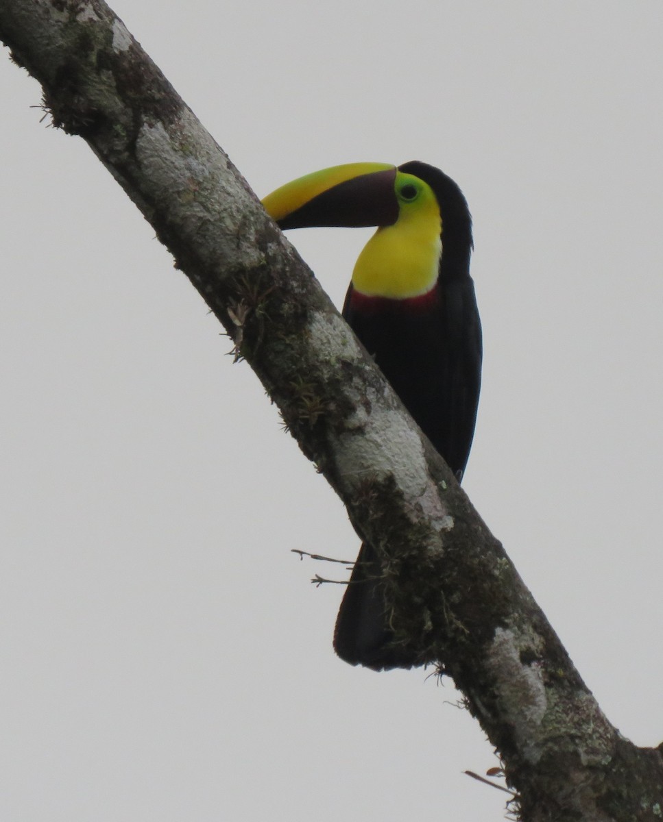 Yellow-throated Toucan - Jim Peterson