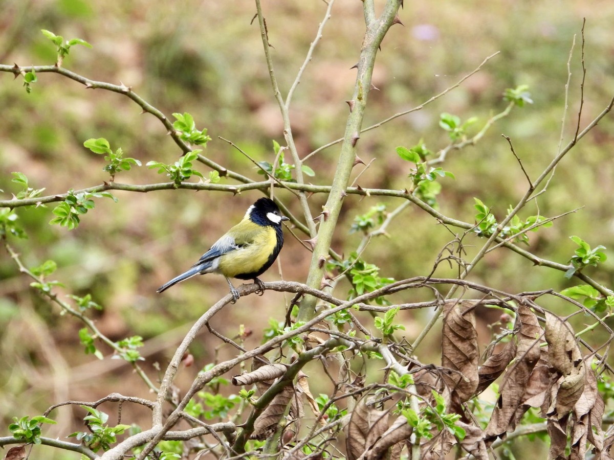 Green-backed Tit - ML615389844