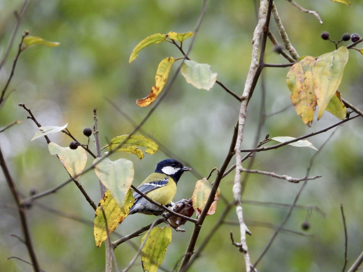 Green-backed Tit - ML615389847