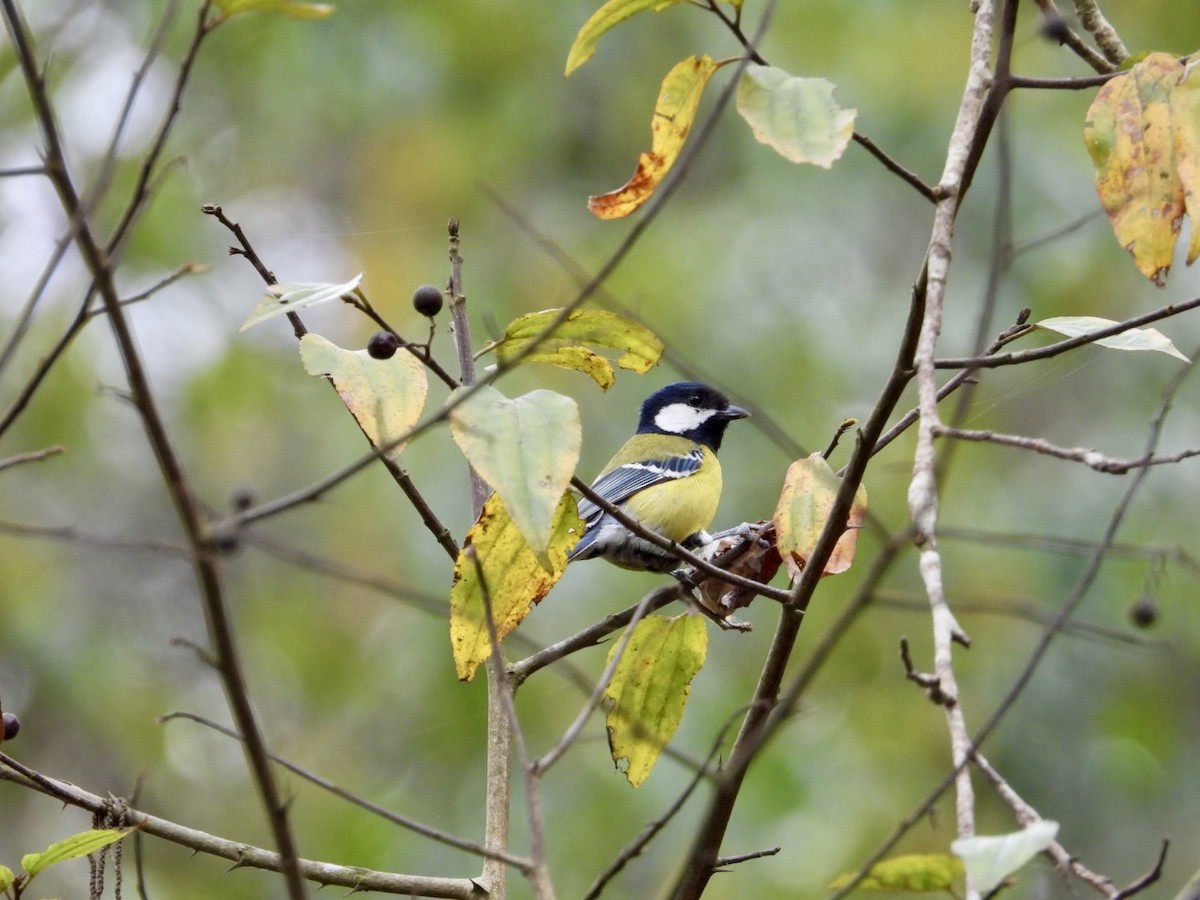 Green-backed Tit - ML615389850