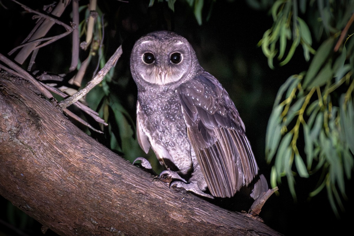 Sooty Owl (Greater) - ML615389934