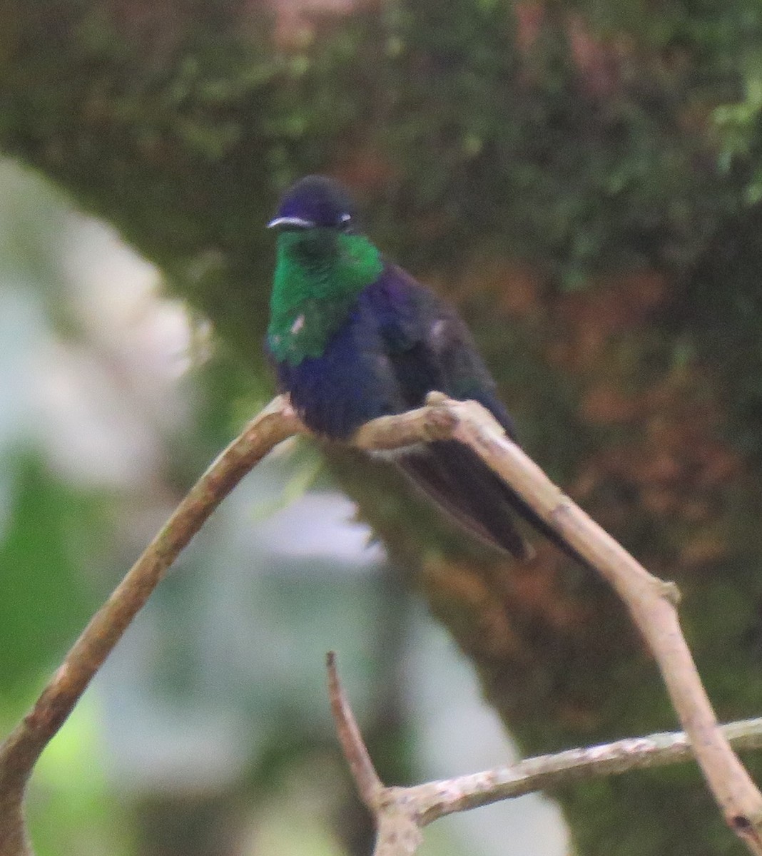 Violet-headed Hummingbird - Jim Peterson