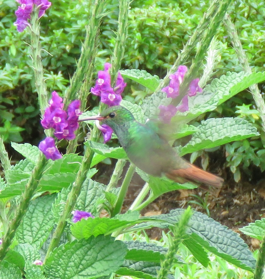 Rufous-tailed Hummingbird - Jim Peterson