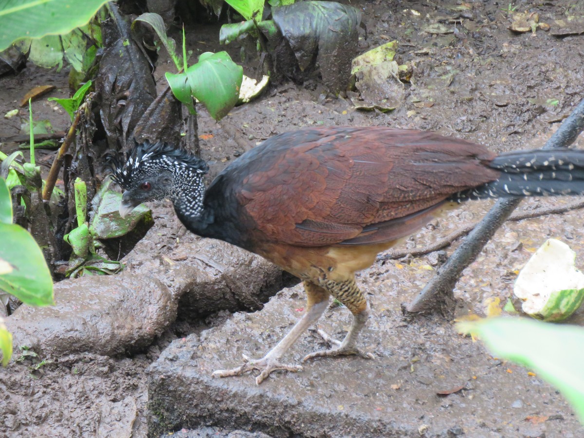 Great Curassow - Jim Peterson
