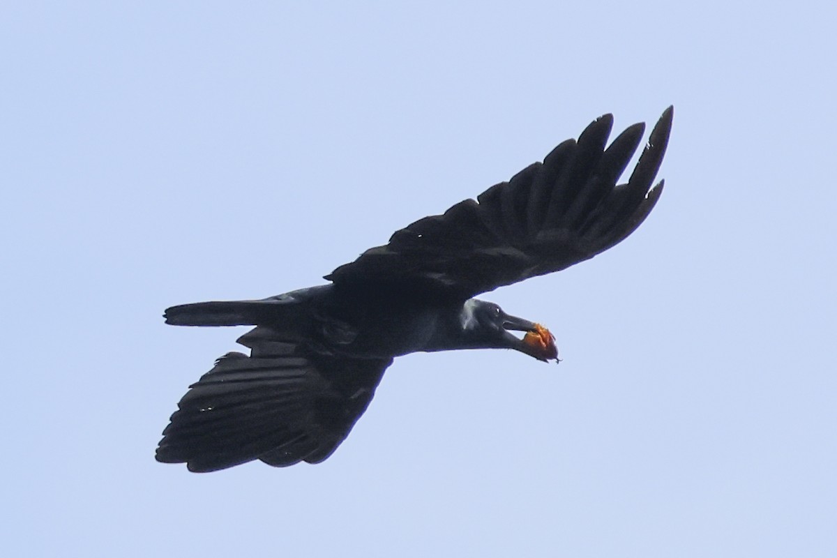 Slender-billed Crow - ML615390050