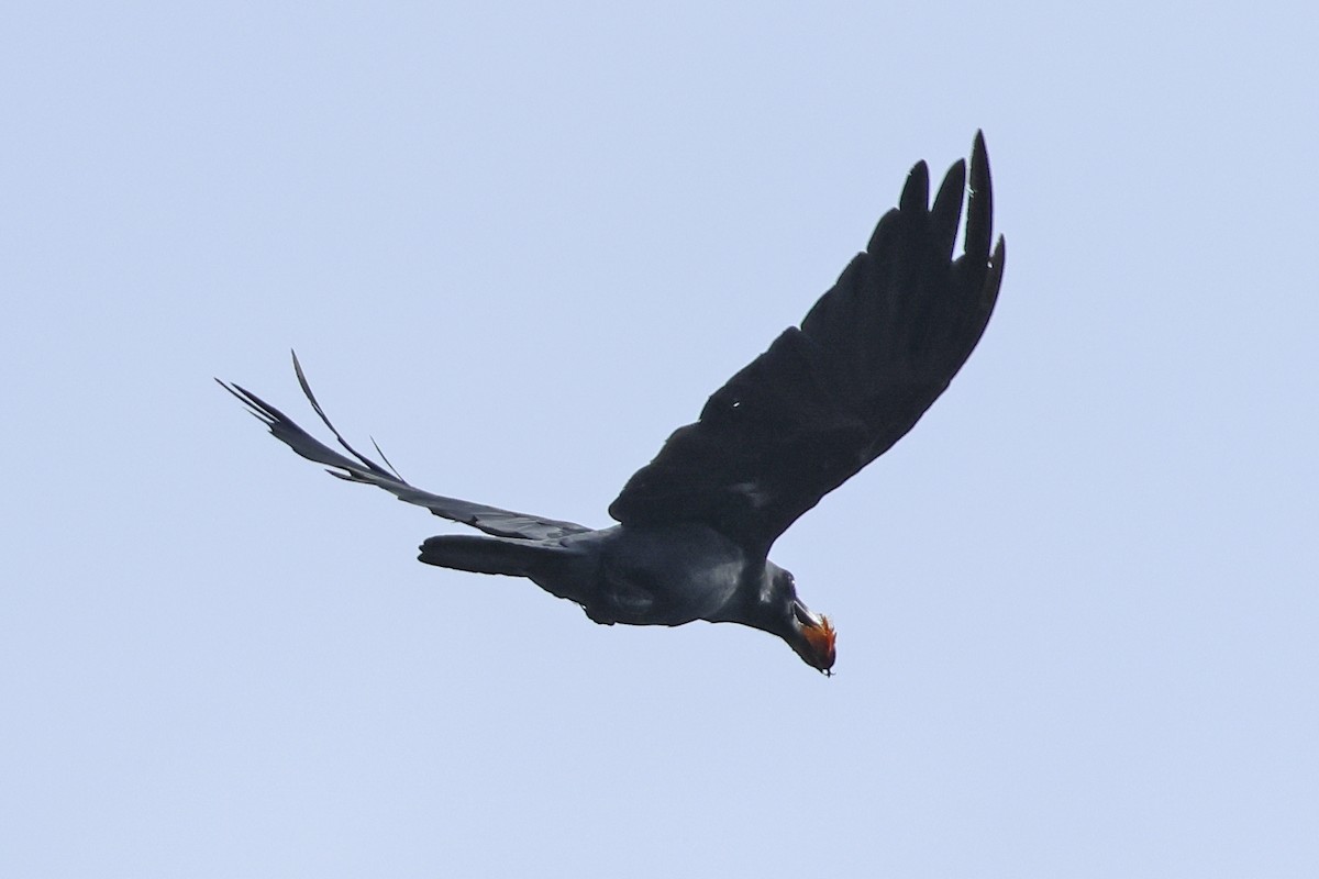 Slender-billed Crow - ML615390052
