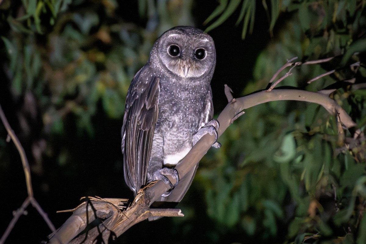 Sooty Owl (Greater) - ML615390099